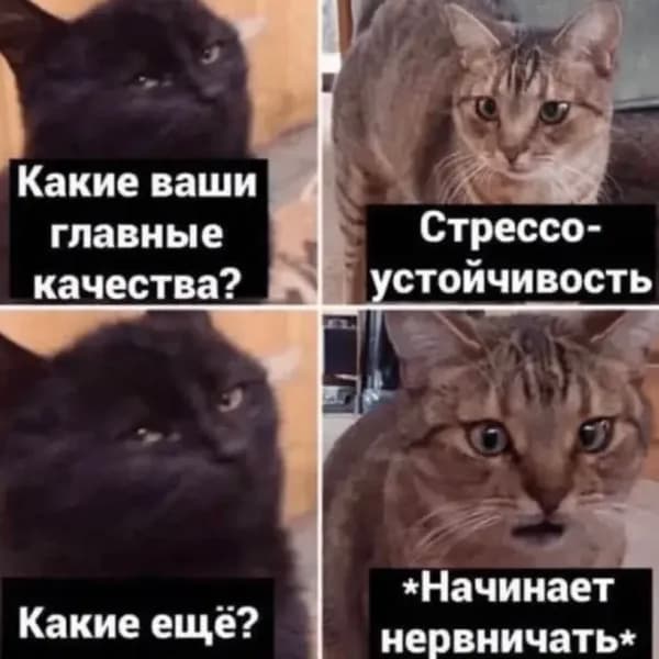 200 откликов, 8 встреч в день